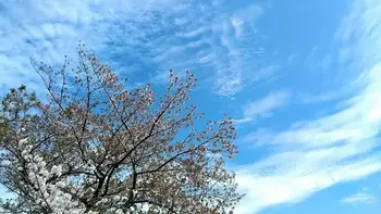 ちゃれんじくらぶ　那珂川教室/お花見