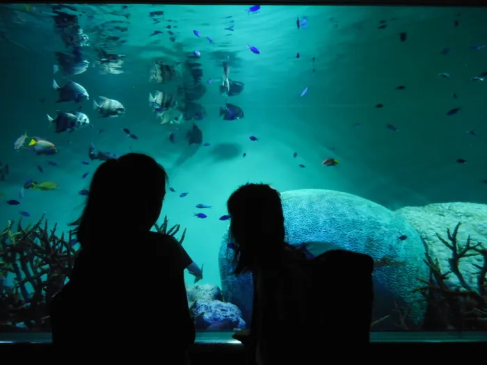 プラスアップ・ラボ実籾教室/夏の思い出⑦　体験学習（外出）：葛西臨海水族園