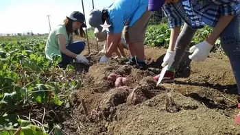 プラスアップ・ラボ実籾教室/サツマイモ掘りをしよう！！体験学習を行いました！