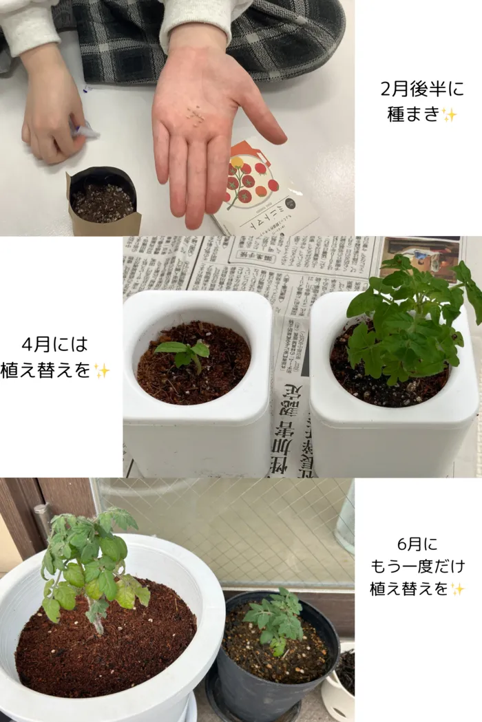 ブロッサムジュニア相模原城山教室/教室のトマト🍅