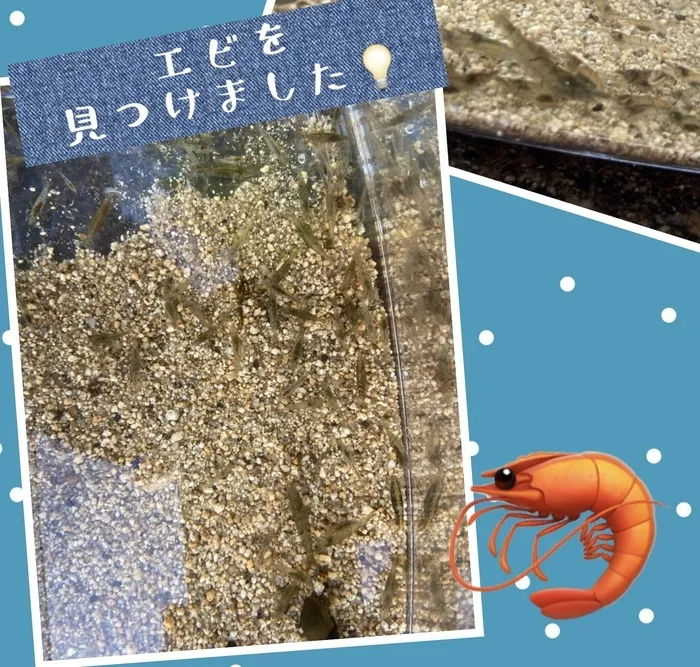 【広島県指定事業所】kids space リフライズ府中本町/エビを見つけました🦐