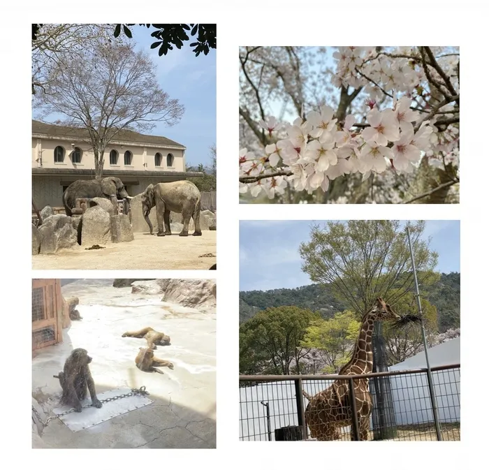 【広島県指定事業所】kids space リフライズ府中本町/安佐動物園でお花見🌸