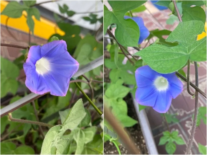 障害児通所支援事業所ステラ/朝顔が咲きました🌸