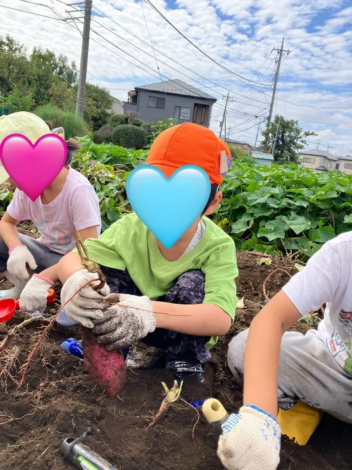 こぱんはうすさくら西大宮教室/さつまいも掘り