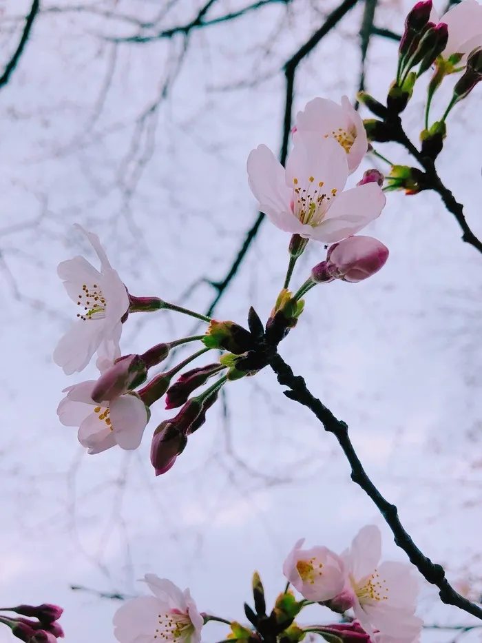 児童デイすぎと・ちいさな木/4月になりました✨