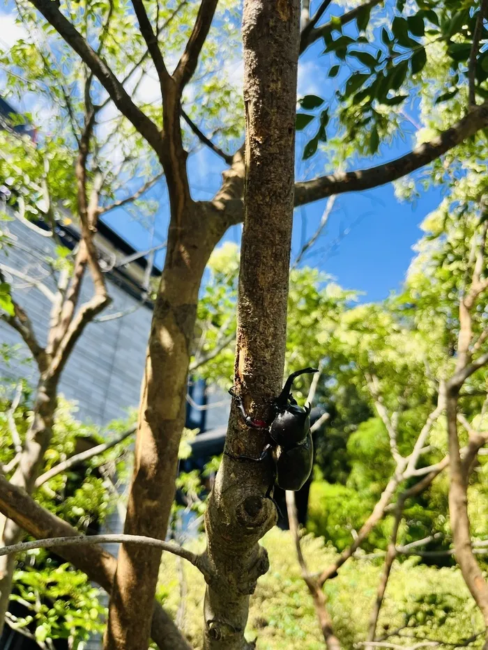 児童デイすぎと・ちいさな木/カブトムシが集まる木！？