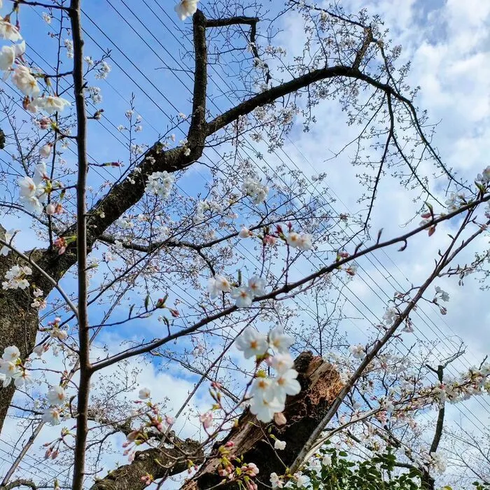 児童デイすぎと・ちいさな木/雨もあがり