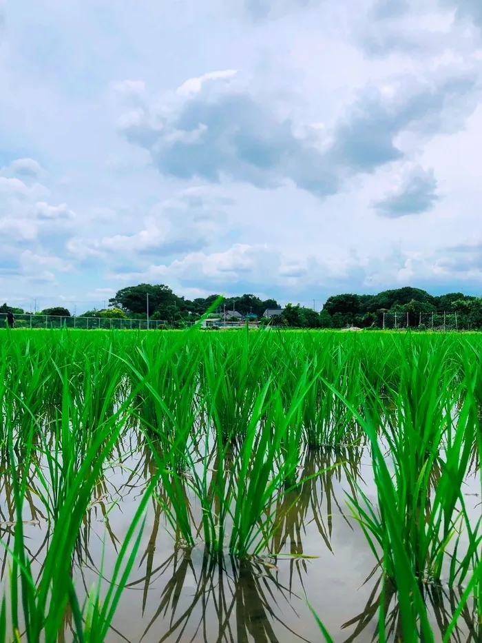 児童デイすぎと・ちいさな木/晴れたり曇ったり☁️