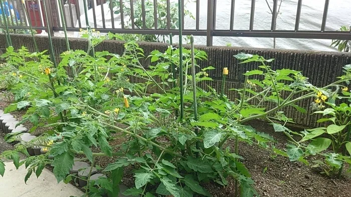 くれよん/今年も"くれよん畑"やってます🍅🫑