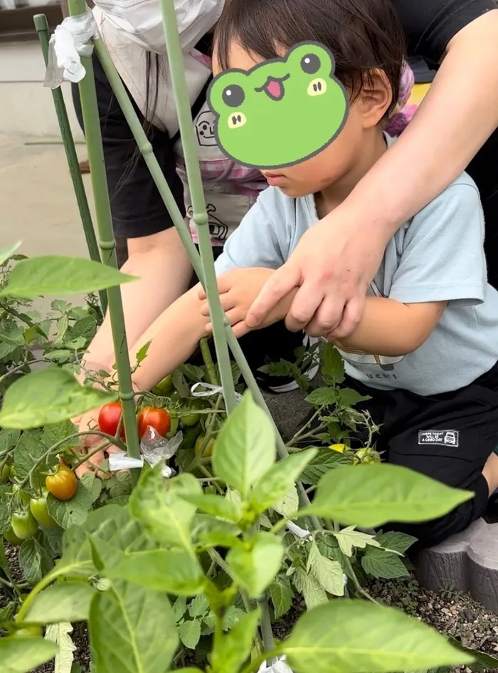 くれよん/今年の初収穫しました🍅🫑