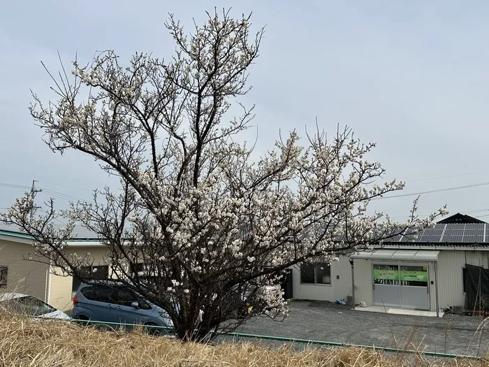 森の学校/梅の花が開花しました。