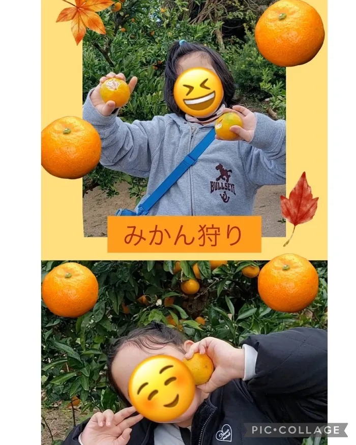 パンダの宝物　明治校/みかん狩り🍊