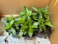 伸栄学習会 わかばの子（児童発達支援）/どんな花が咲くかな