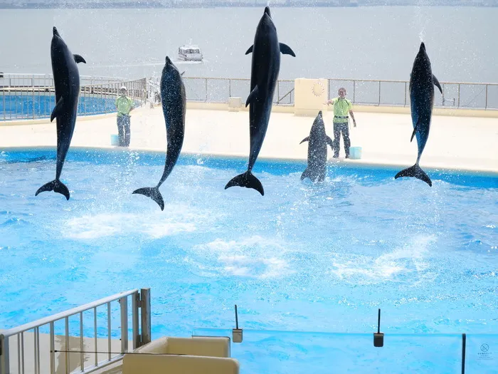 こぱんはうすさくら　佐賀光教室/【11月のプログラム予告】バスで水族館に行こう！放ディ・児発