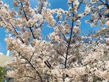 CoConova ここのば 新大阪/山口本町公園の桜がきれい！
