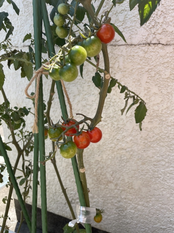 cocoro北習志野教室/トマトの成長