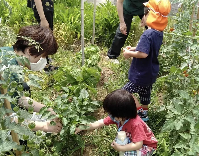 のびのび広場エムズ/夏野菜収穫してます😃