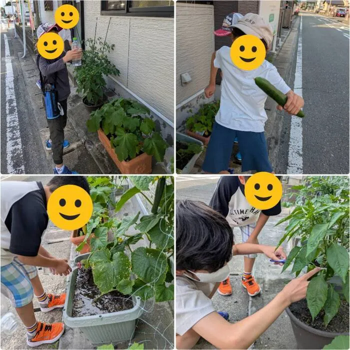 キッズライフ東福岡/7/1_野菜の収穫🥒