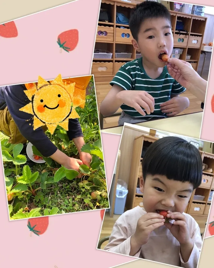 児童発達支援センターひよこ/イチゴの収穫♡