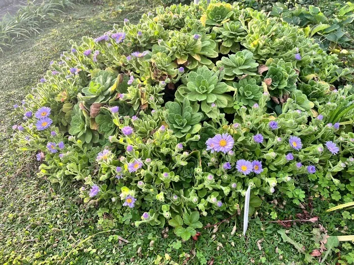 児童発達支援センターひよこの画像