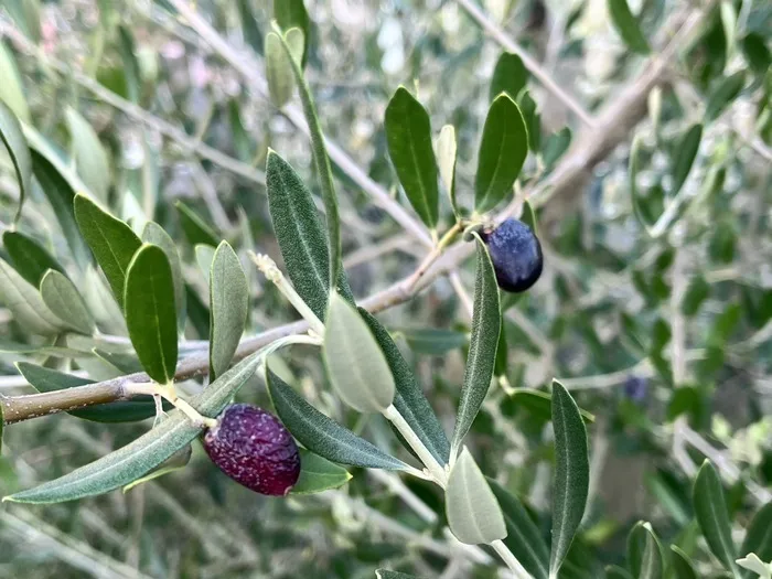 児童発達支援センターひよこ/🌳園庭のオリーブに実がつきました