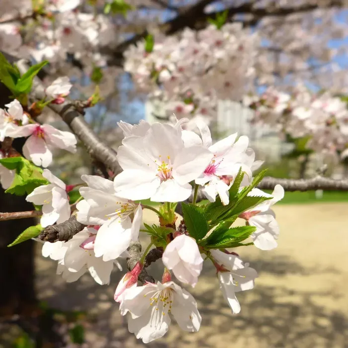 てらぴぁぽけっと　堺教室/ザビエル公園でお花の写真を撮りました🌸