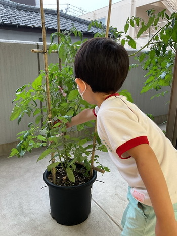 コペルプラス　天保山教室/トマトの収穫🍅🍅