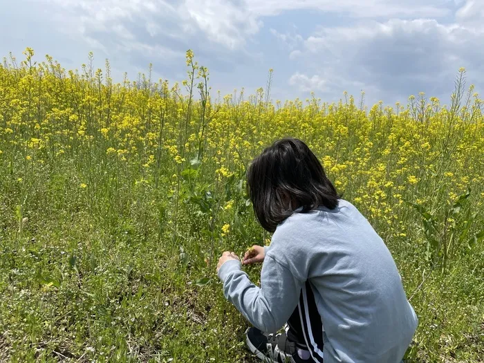 ぴっぴ箱塚/菜の花畑