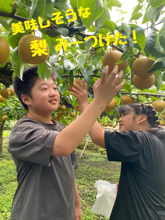 ぴっぴ岩沼/ぴっぴ岩沼　蔵王町で梨狩りをしよう🍐