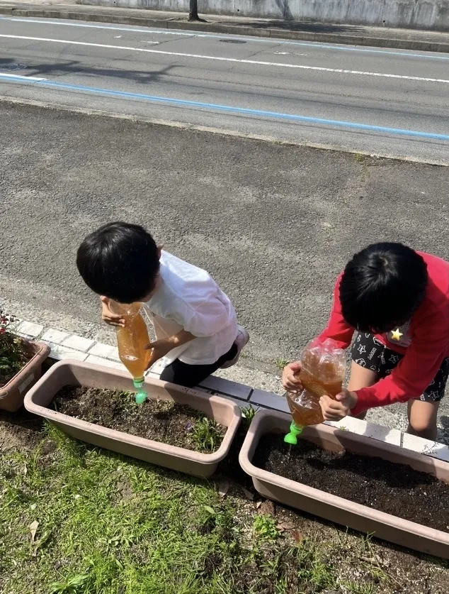 ぴっぴ岩沼/おおきくな～れ🌻