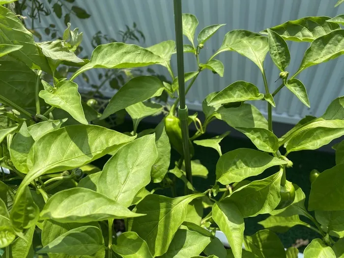 夏は事業所でも野菜を育てています。