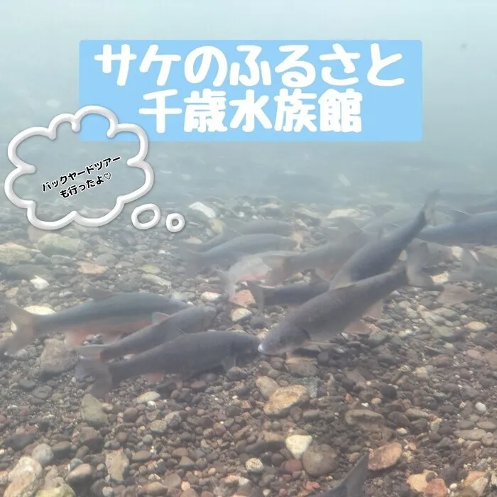 とるべ福住/サケのふるさと千歳水族館へ行って来ました＼(^o^)／