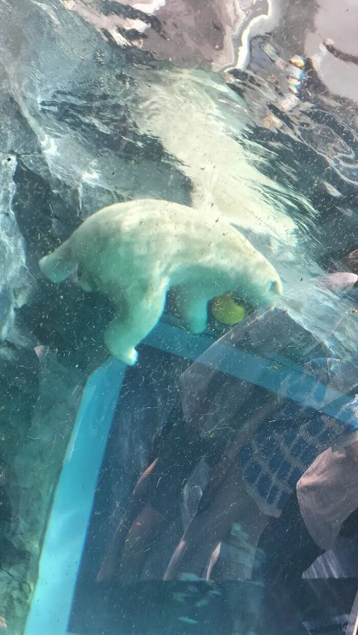 とるべ福住/円山動物園へ行って来ました！