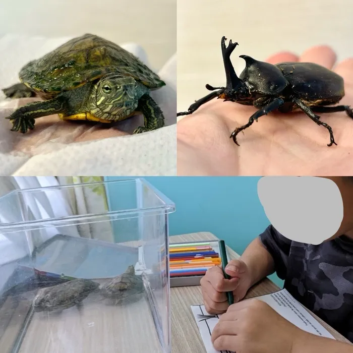 晴る日　泉田事業所/カメとカブトムシが仲間入りしました🐢