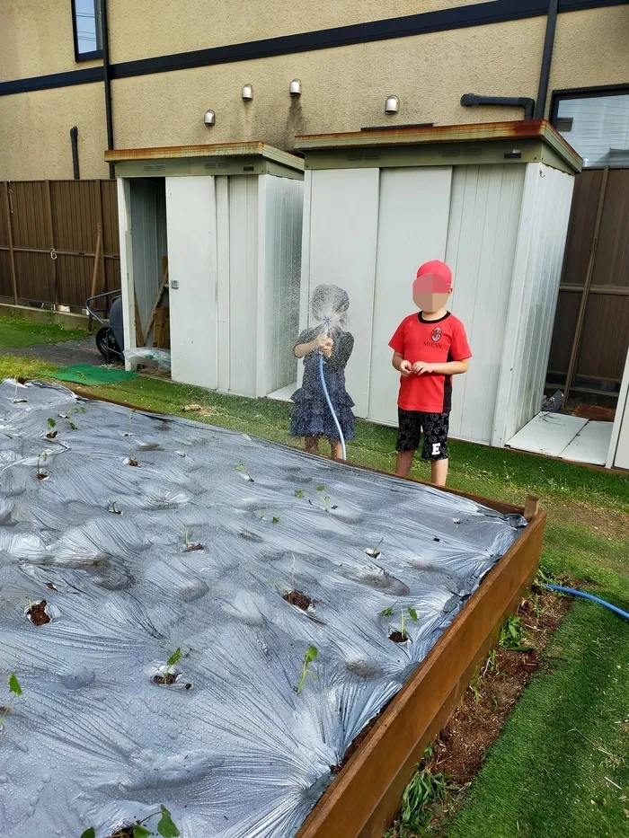 かぶとむしクラブ　番町/サツマイモの苗を植えました🍠
