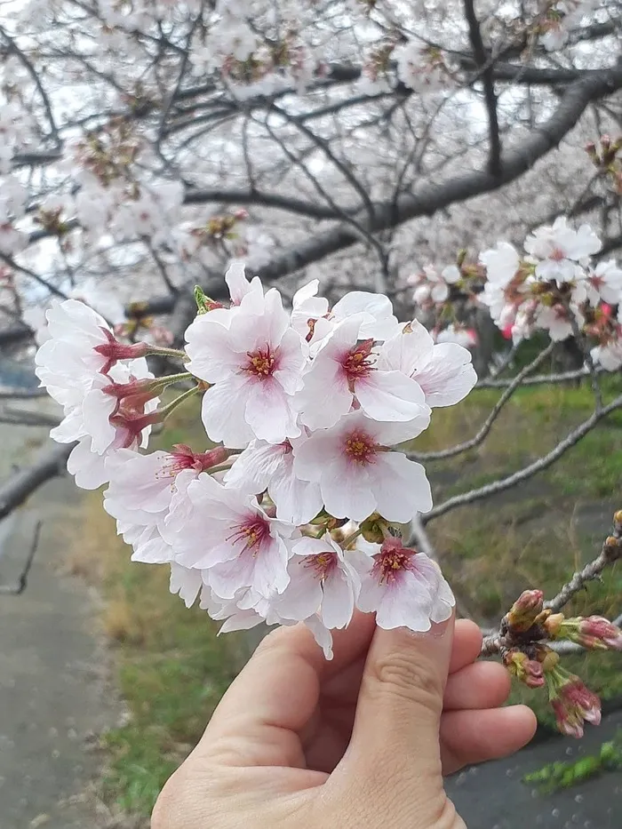 かぶとむしクラブ　番町/新年度の始まりです。