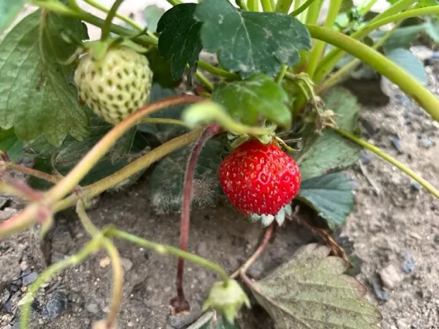 かぶとむしクラブ　番町/いちごが実りました。