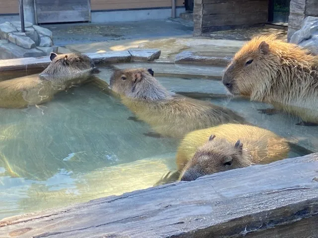 かぶとむしクラブ　番町/日本平動物園にて