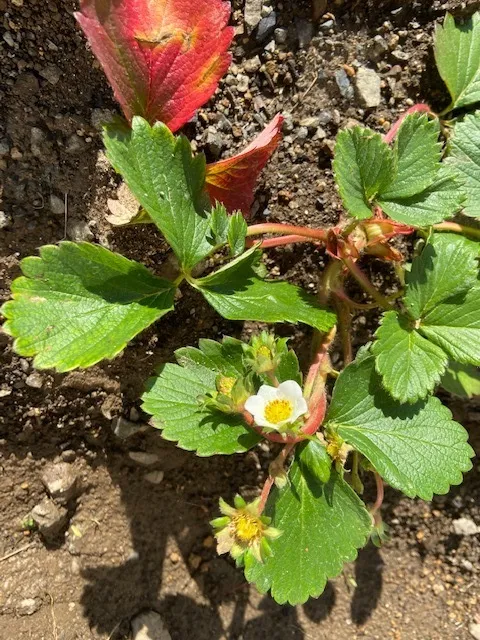 かぶとむしクラブ　番町/いーちごの花が咲いている♪