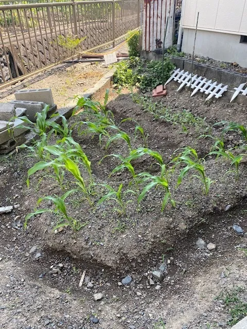 かぶとむしクラブ　番町/大きくなーれ