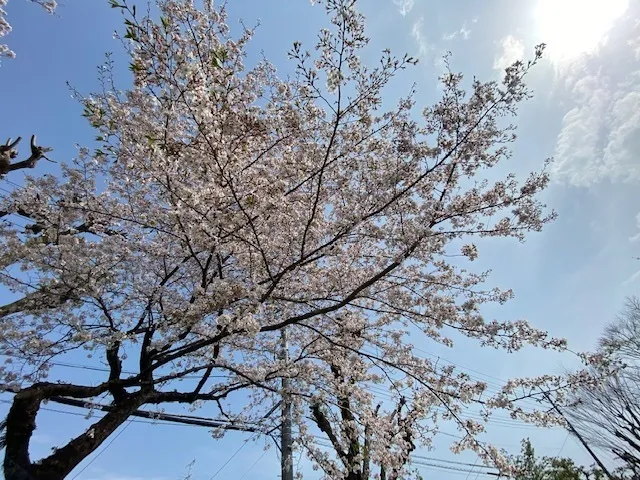 かぶとむしクラブ　番町/青空と桜