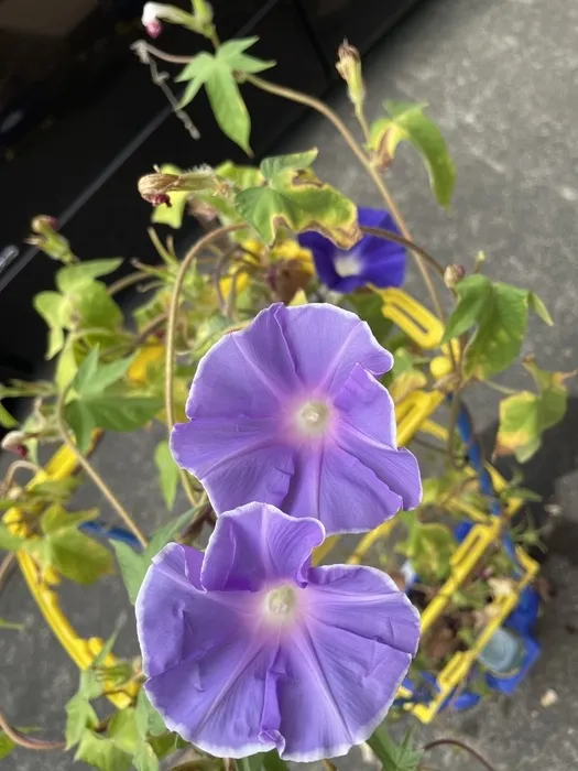 かぶとむしクラブ　番町/あさがお🌸