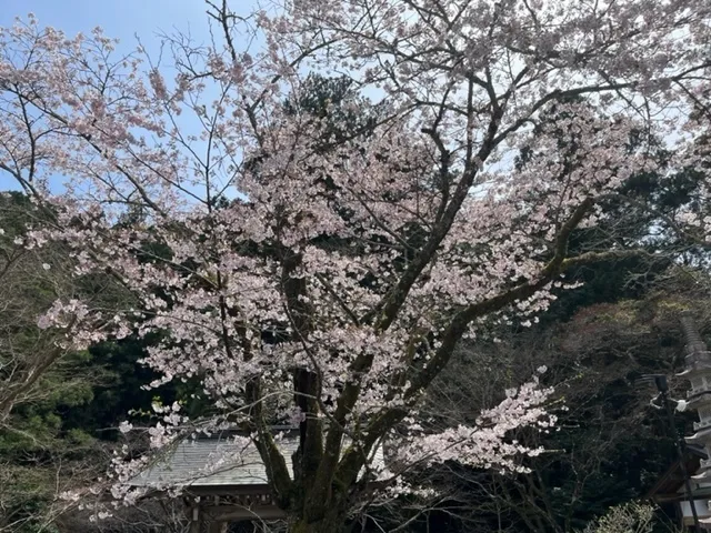 かぶとむしクラブ　番町/お花見散歩！