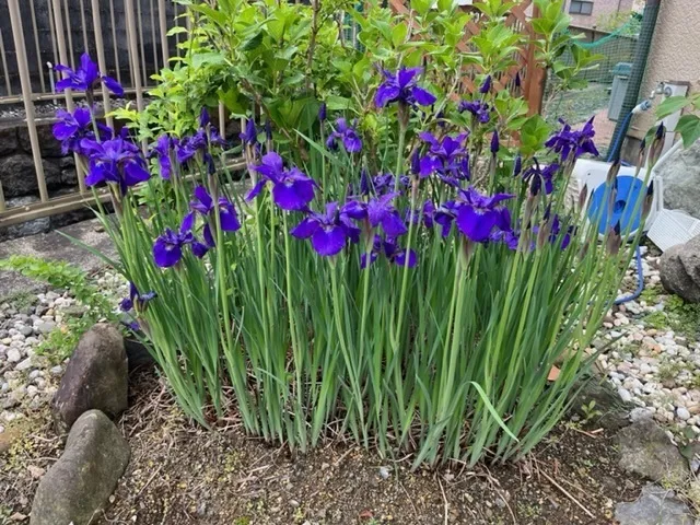 かぶとむしクラブ　番町/菖蒲の花が咲きました。