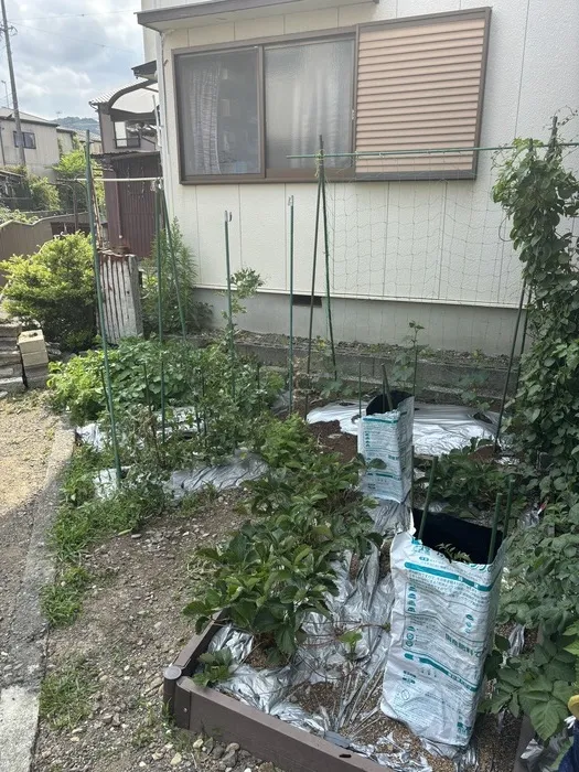 かぶとむしクラブ　番町/羽鳥クラブ畑