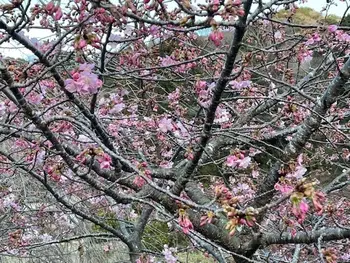 かぶとむしクラブ　番町/河津桜が咲きました。