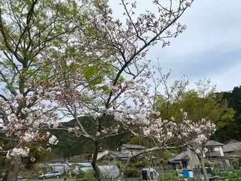 かぶとむしクラブ　番町/桜が咲きました。