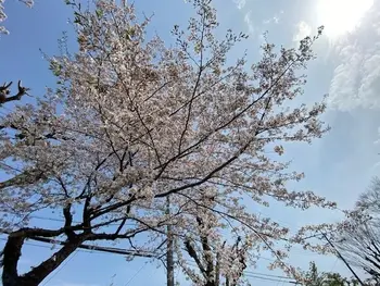 かぶとむしクラブ　番町/青空と桜
