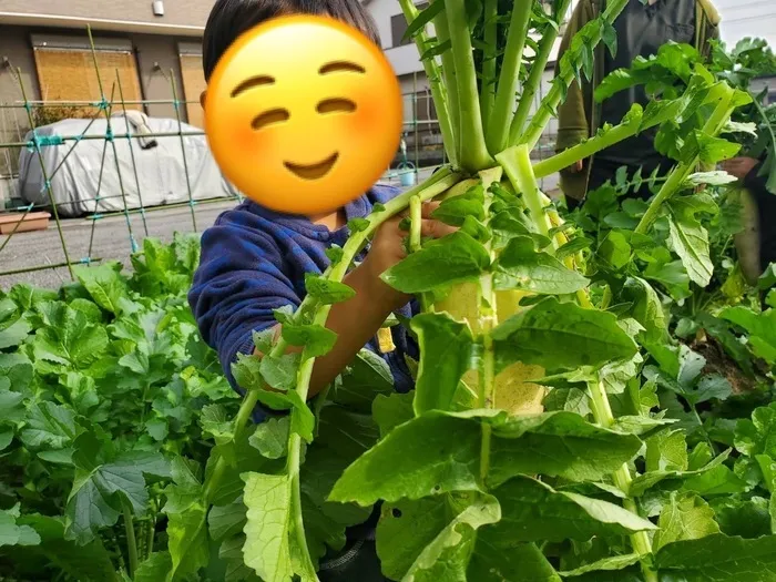 KIDSBASE　さんかく/うんとこしょどっこいしょ👩‍🌾