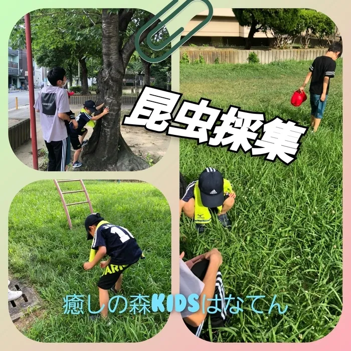 【遊びの中から社会性を育む】癒しの森Kids　はなてん/虫取りに行きました。